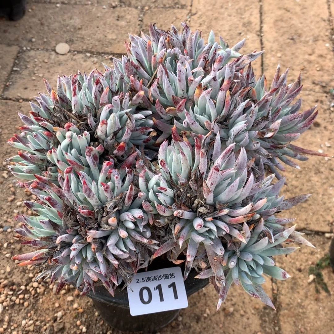 啊**啊奴婢吉娜，2月8日发货多肉