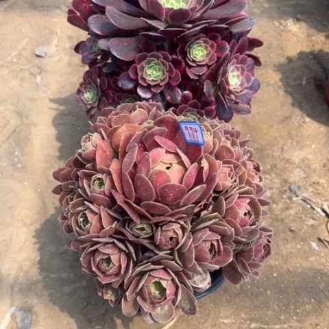 994多肉植物组合