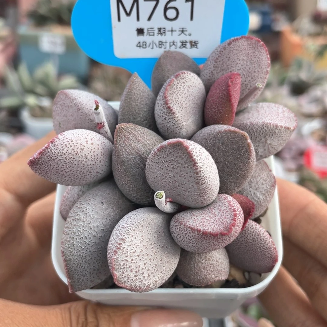 北**雨     福利。   761。