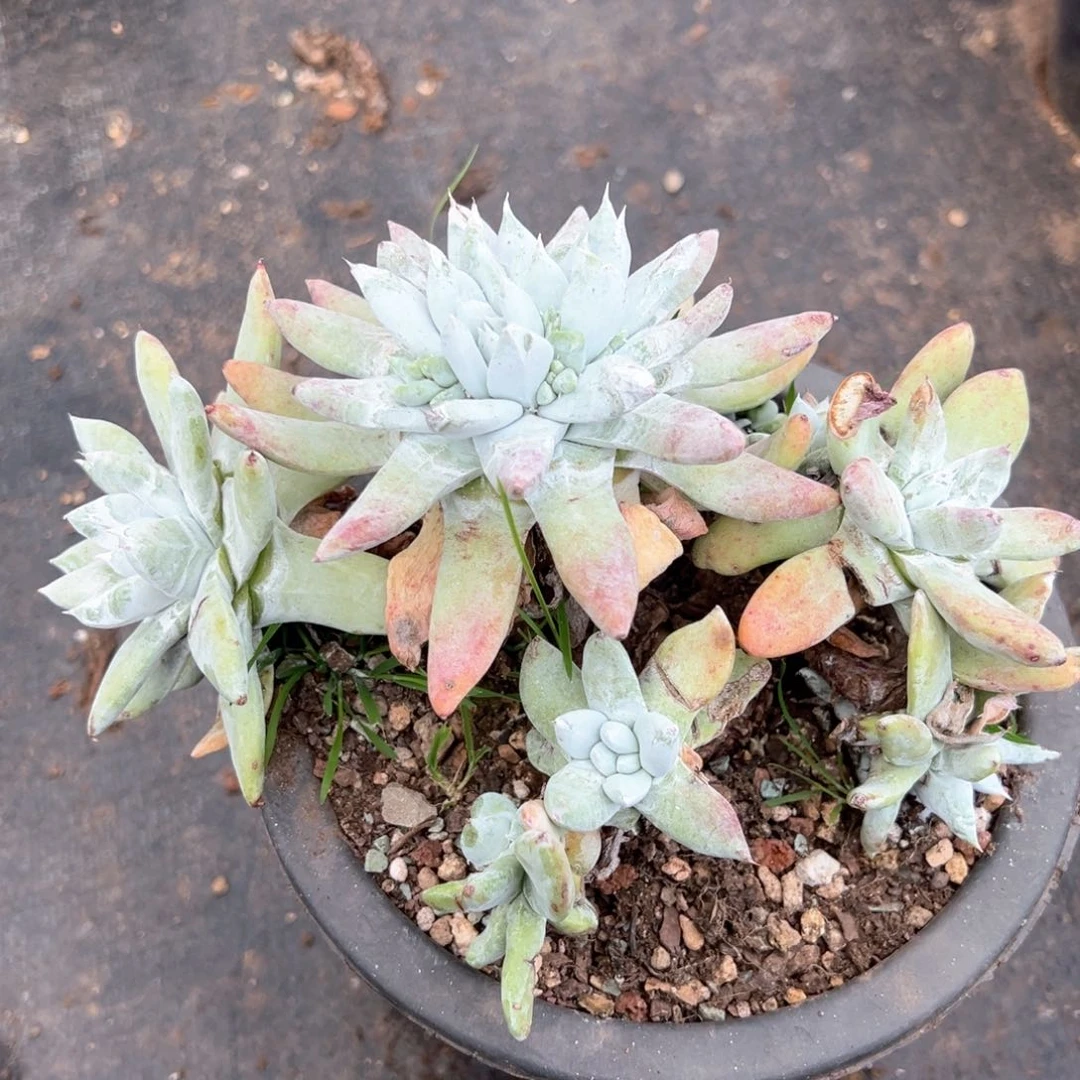 7259瑕疵福利哈哈哈哈哈