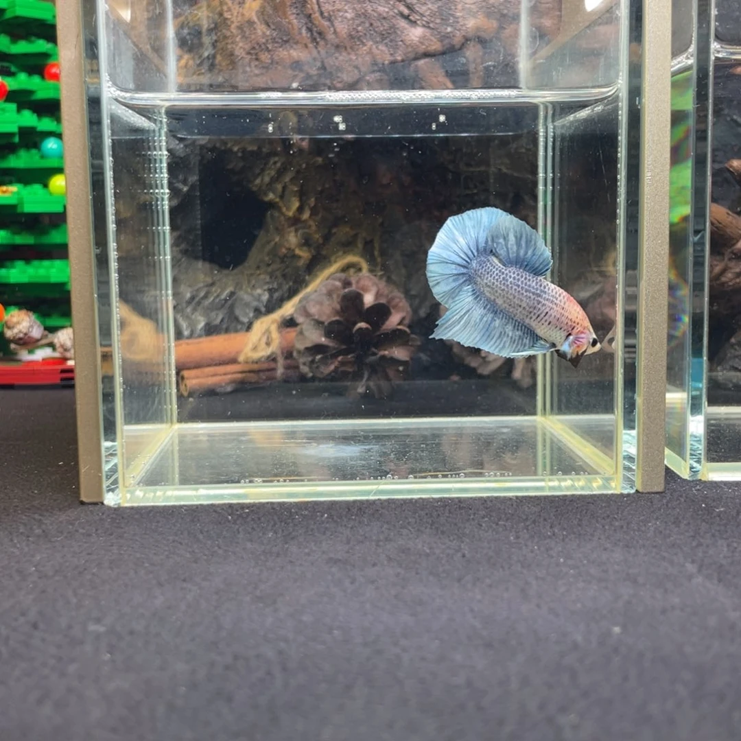 斗鱼竞价一月四日竞价