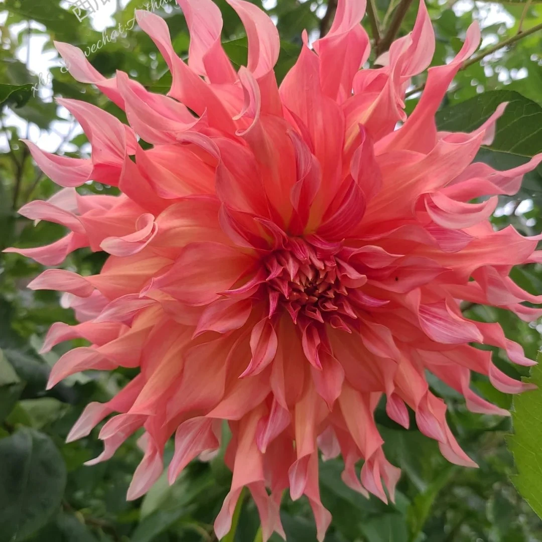 【西瓜】进口大丽花种球花卉送肥料