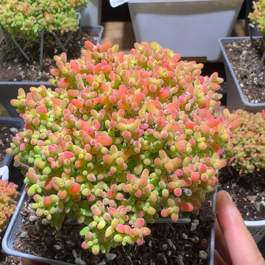 蜜橘糖球枝干番杏842