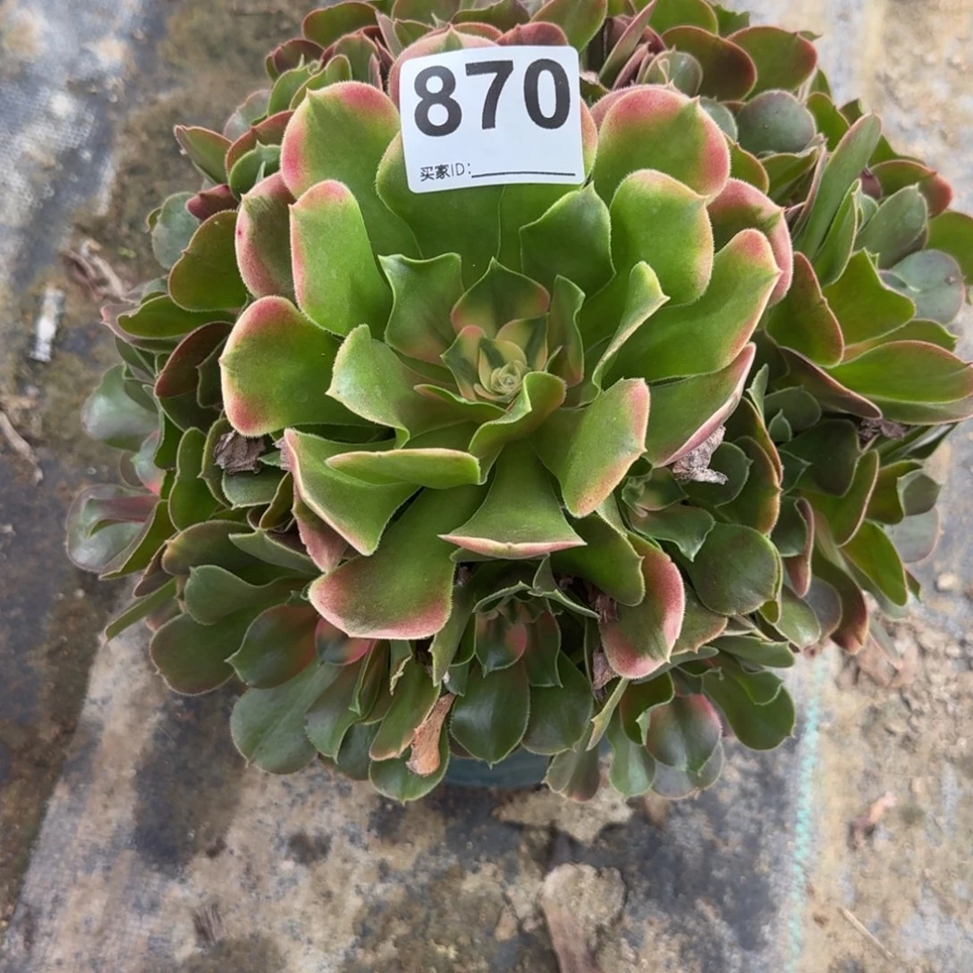 香妃多肉植物老桩870