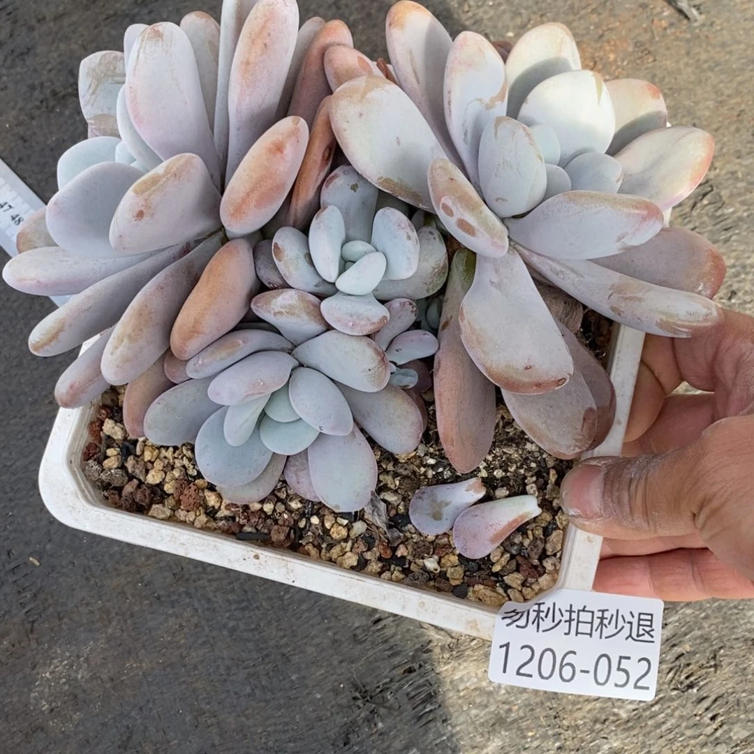 勿秒拍秒退1206-52粉兔