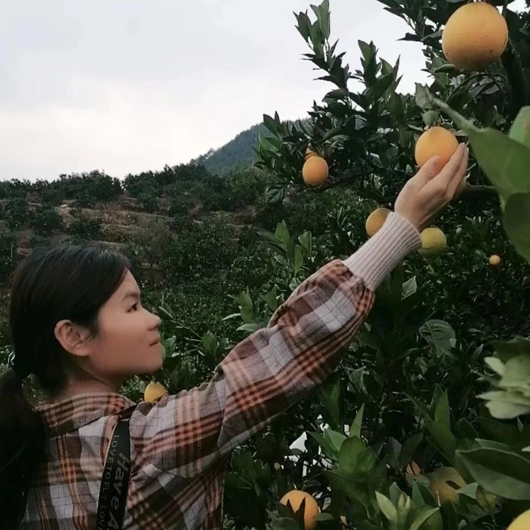 5斤尝鲜果【正宗赣南脐橙】自家果园树上自然成熟.产地赣州瑞金现摘