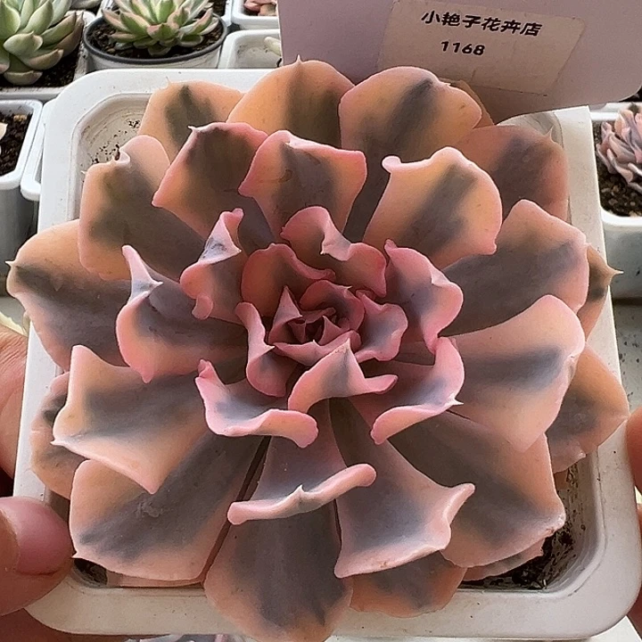 1168号利比里亚锦多肉