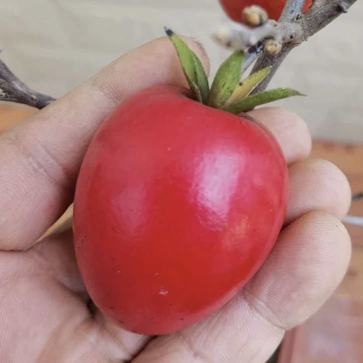 老鸦柿大血红果嫁接苗