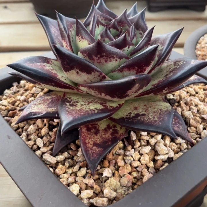 小孤品加州黄皮1111111