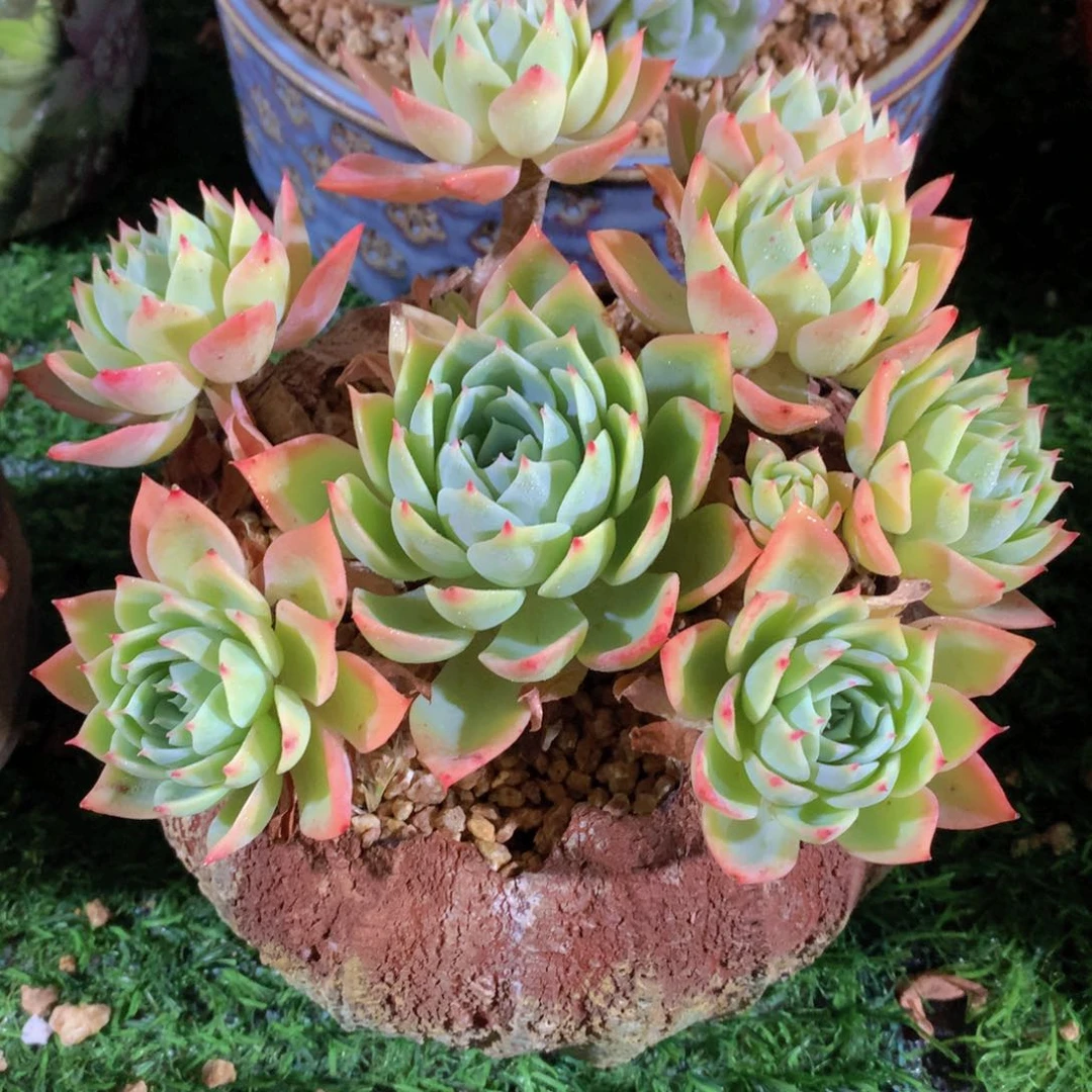 三色堇15 公分一物一拍