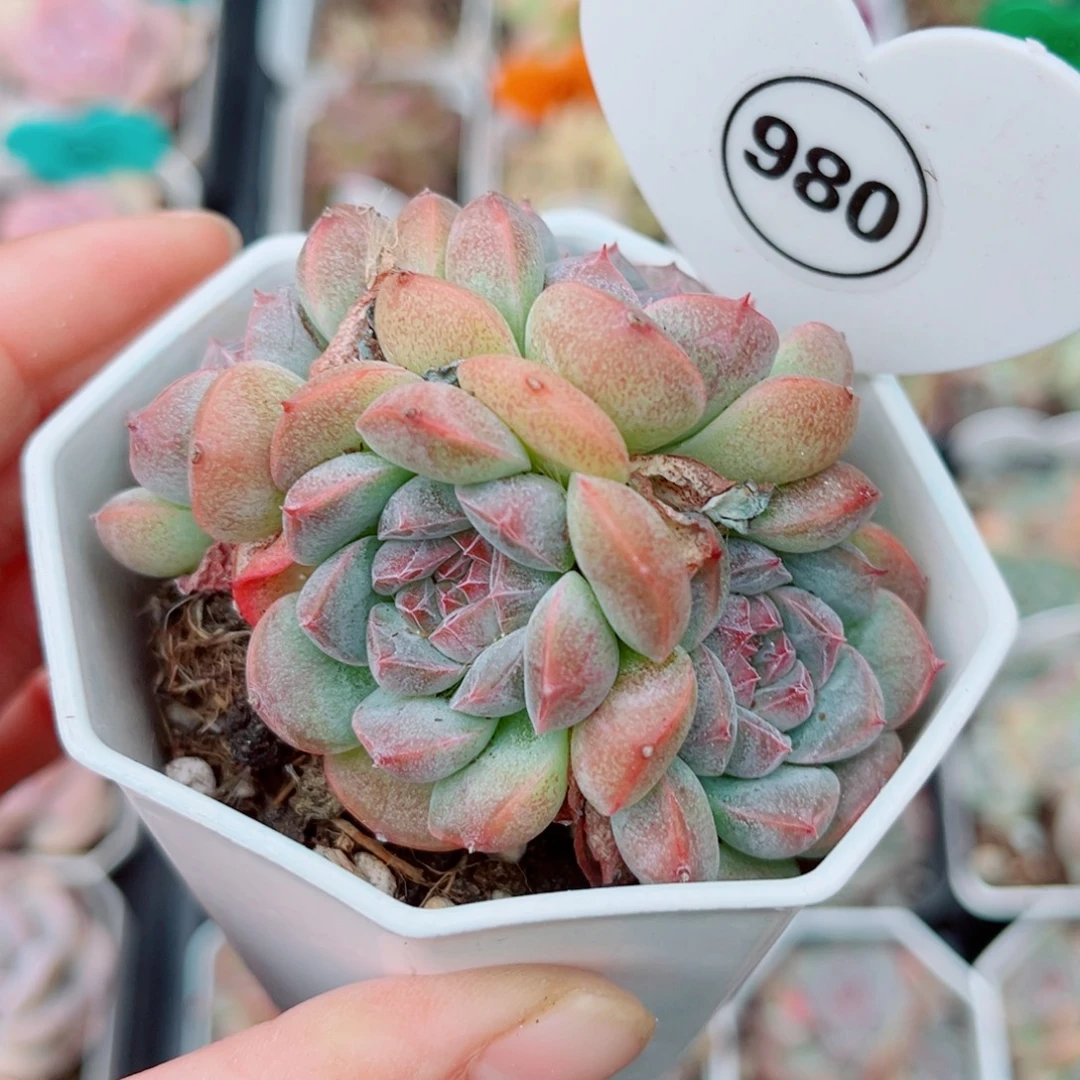 980号小老桩珍妮群
