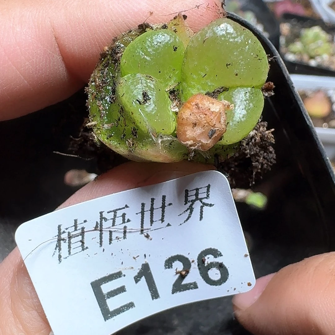 126号多肉植物哇xv