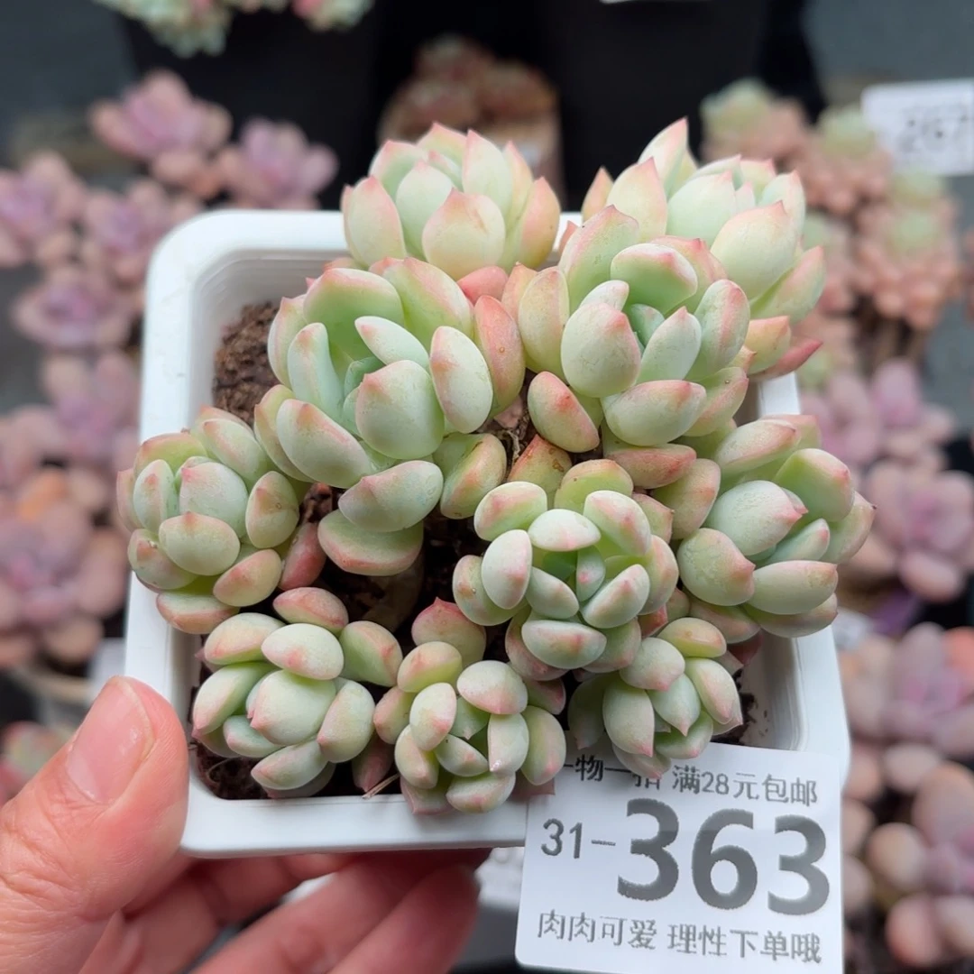 蜜桃格林多肉多肉多肉