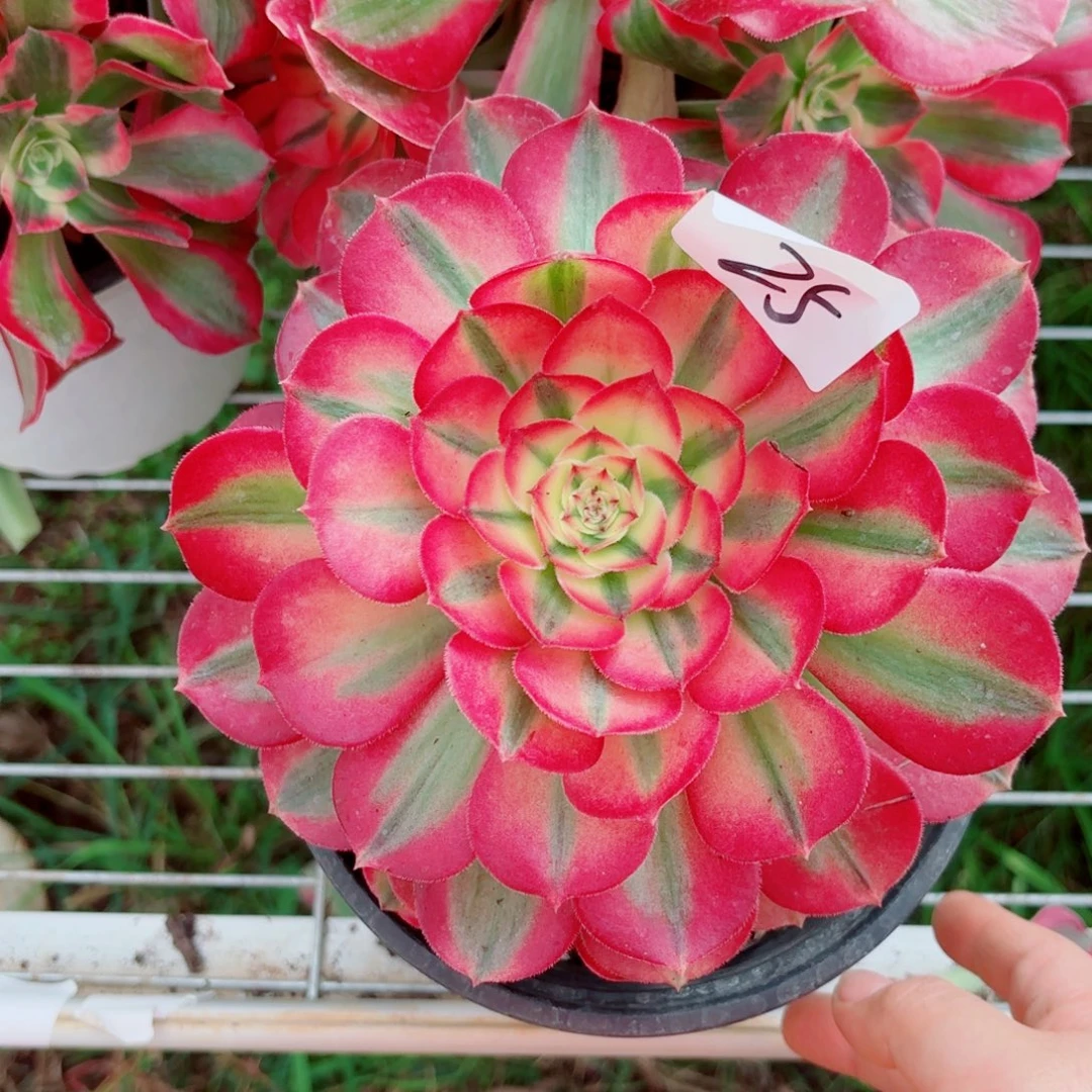 一物一拍多肉法师25