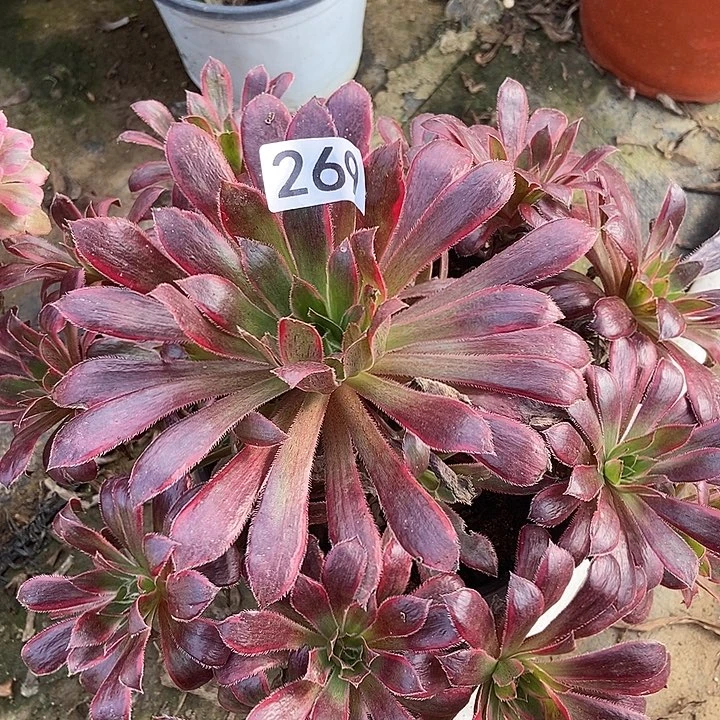 孔雀锦269多肉不包断