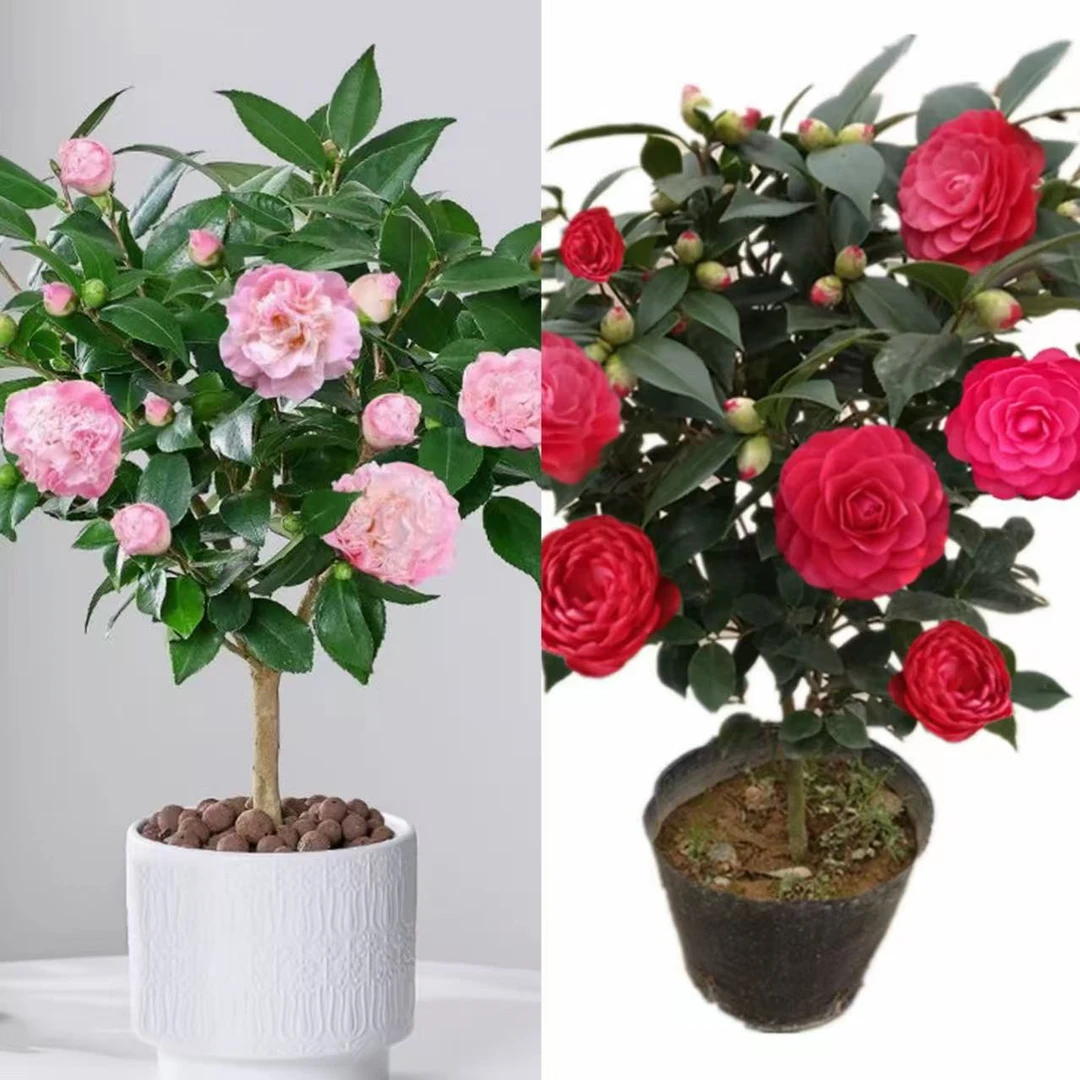 【两颗】香妃山茶+大红赤单山茶花高度约[45-60]耐寒耐热好养易活