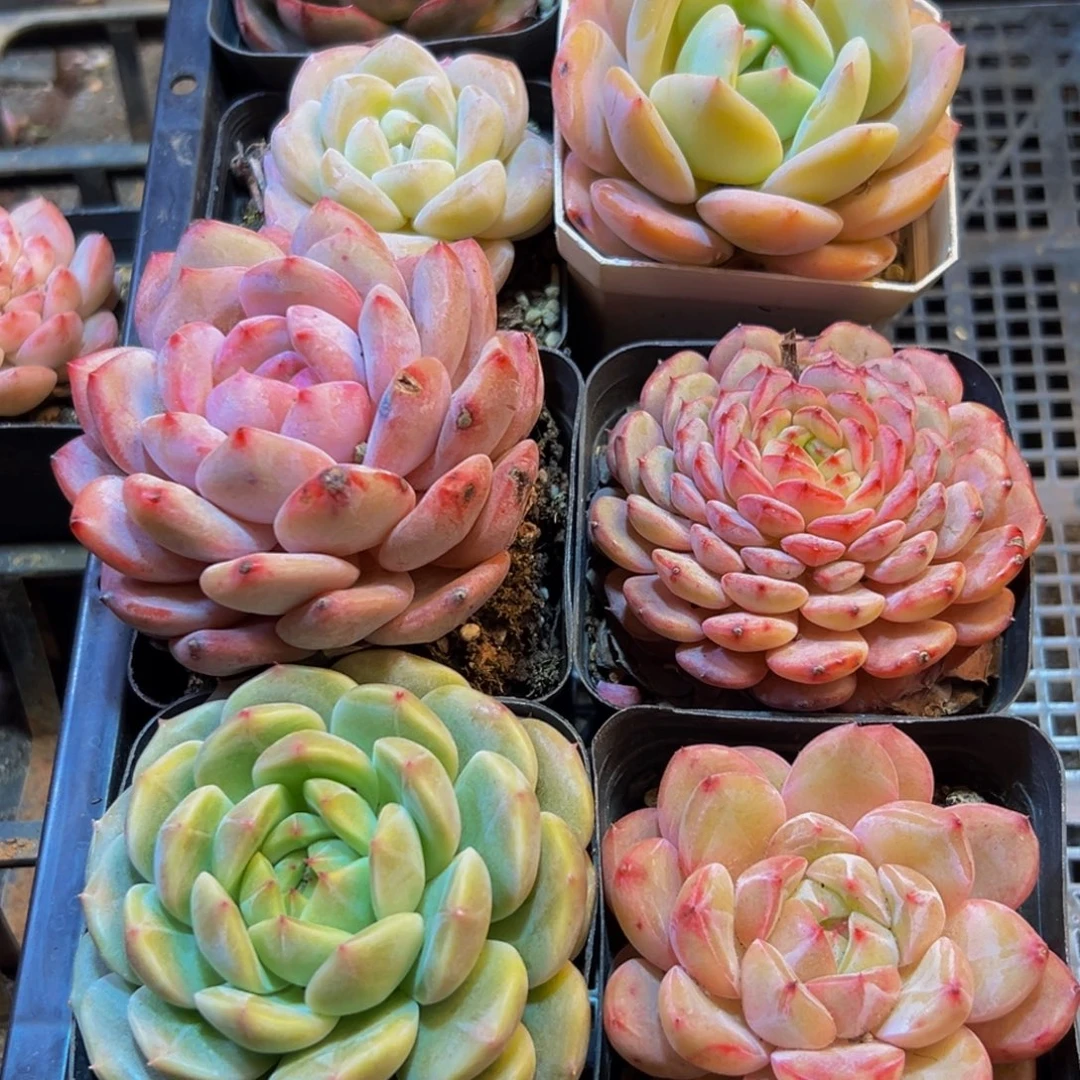 288多肉葡萄盒领导人