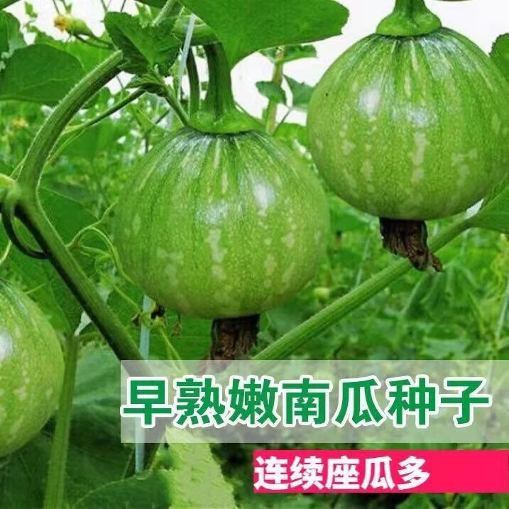 【满5包包邮】全店满5包发货【南瓜合集】绿贝贝红栗西葫芦瓜奶油一串