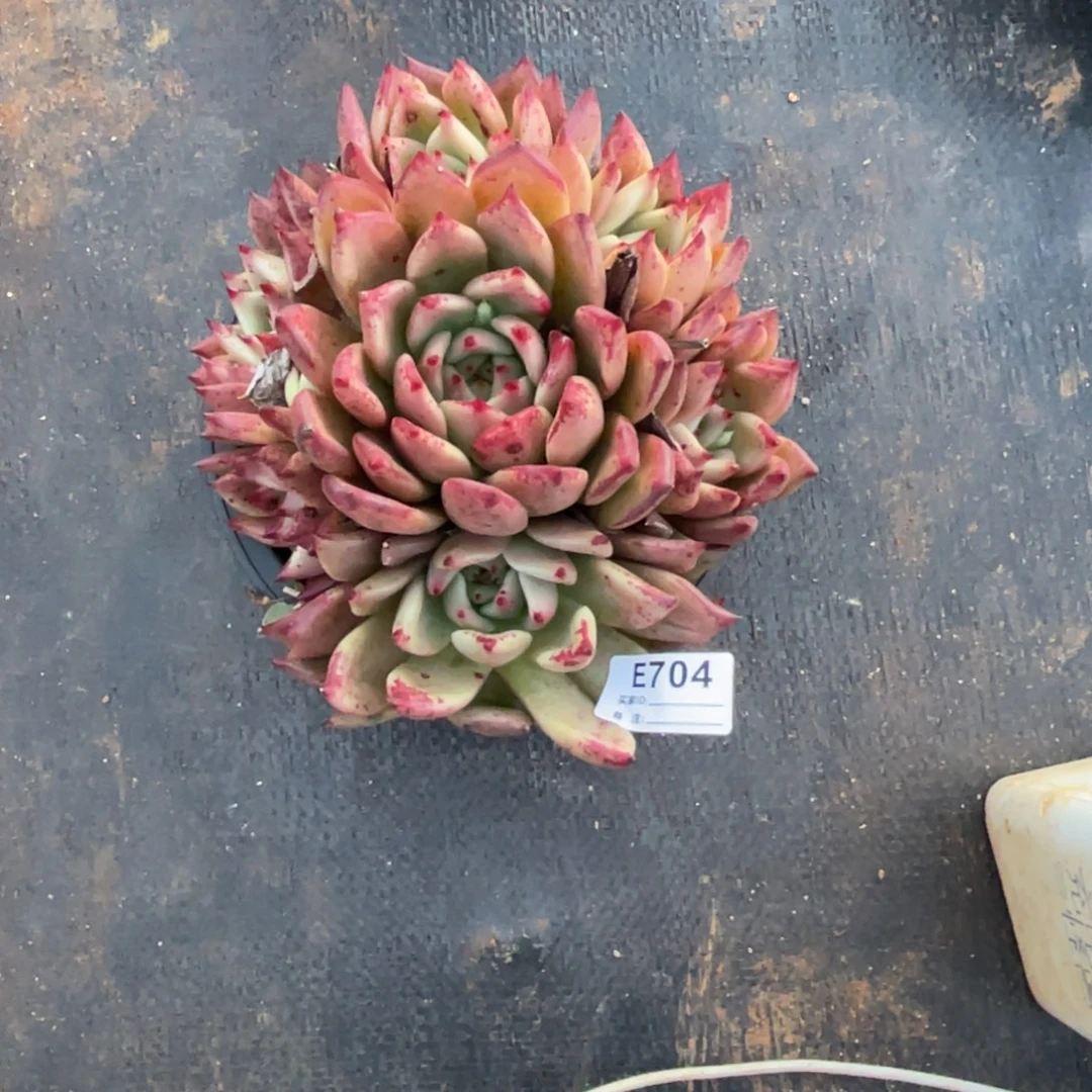 无花朵若茹东云单拍E704