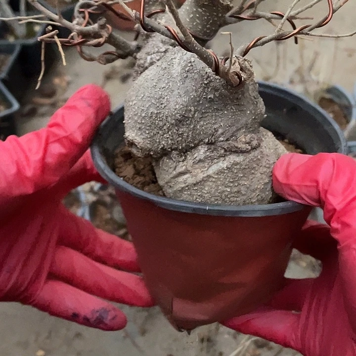 半***农无花朵55菊花菊花计划经济