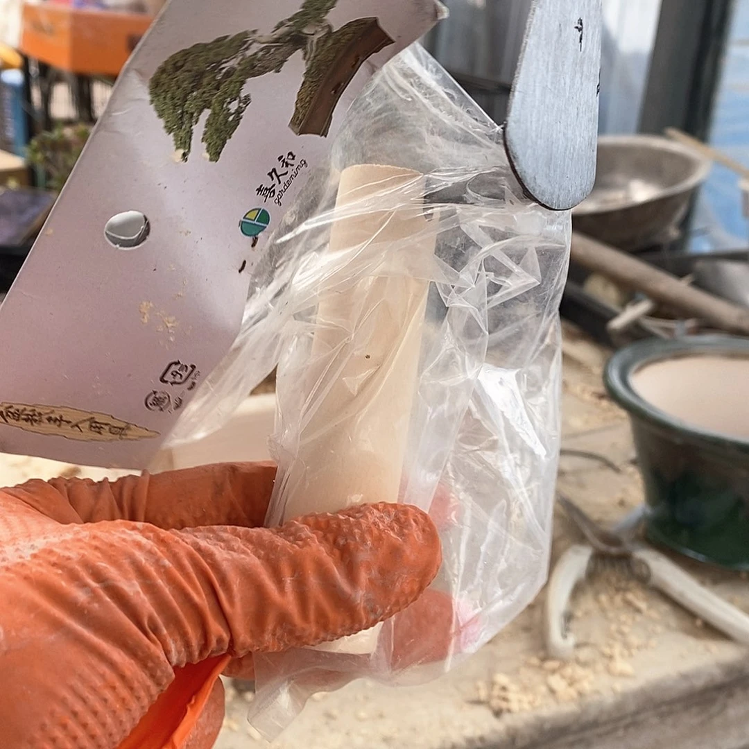 盆景压苔藓包邮到手