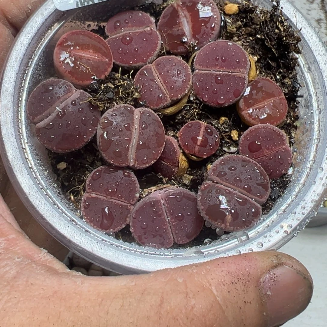 【闪购商品】 664。