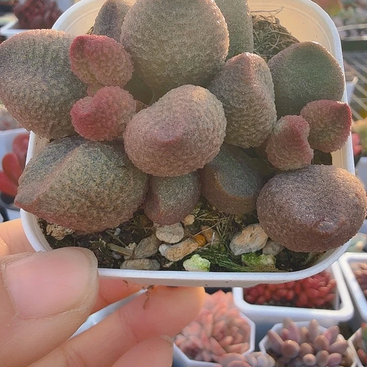 水蜜桃（满12.9包邮）