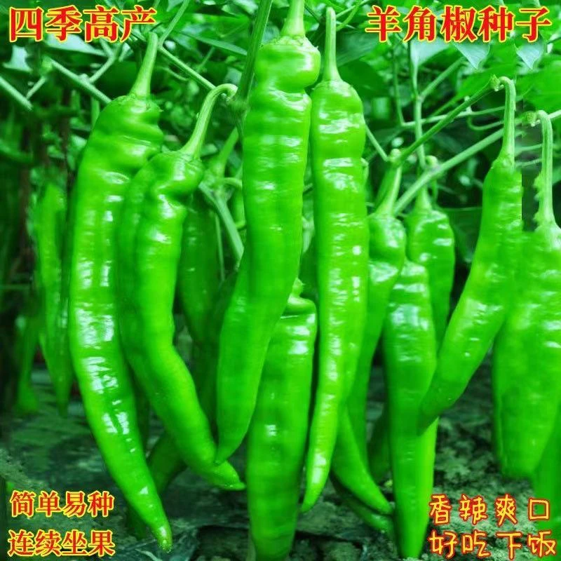 58羊角椒籽辣椒籽早中熟品种