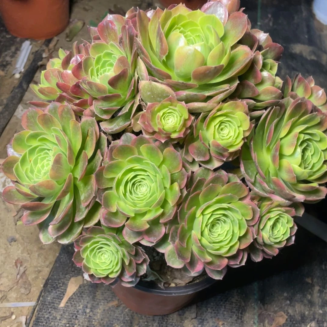 奶白可口可乐了可口可乐