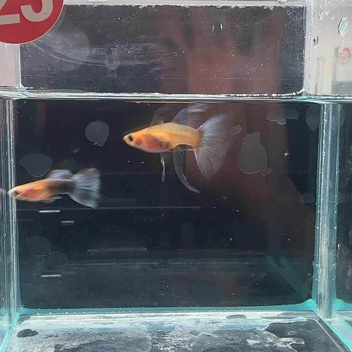 孔雀鱼23号黄肉蓝礼服C1对