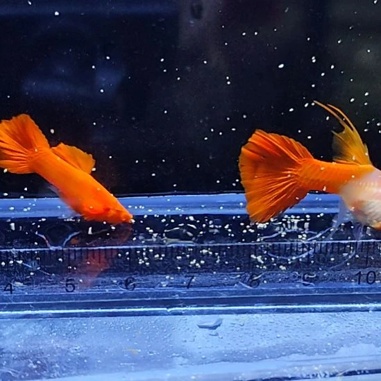 孔雀鱼16鸿运当头大C一对