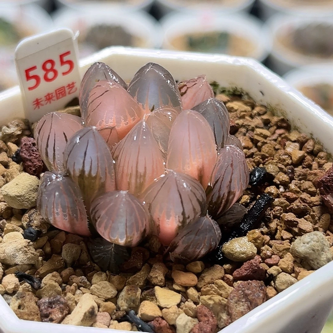 585糊斑霓虹灯玉露锦福利福利