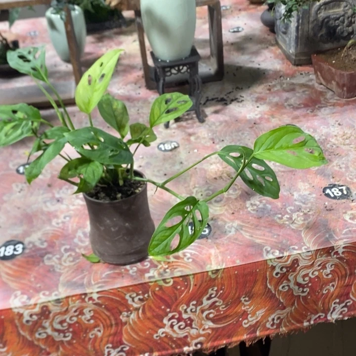 林***本无花朵退款拉黑拉黑180
