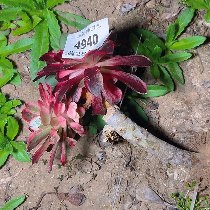 潇**哥4940嫁接万圣节变异多肉植物