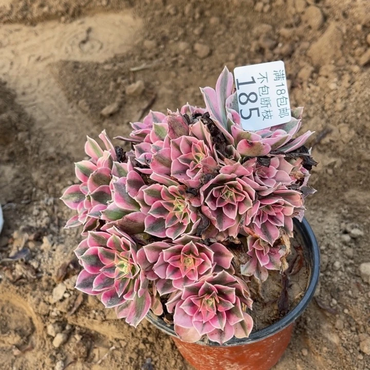 185粉女巫不圆2号