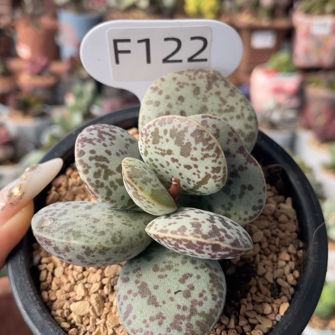 ～***飞       花蛋。  F122。