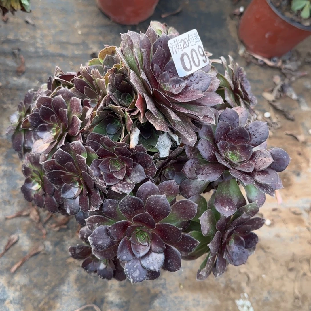 红玫瑰009满20包邮断枝不包