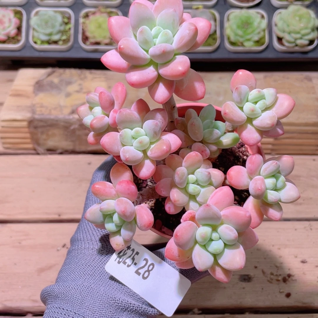 花利美25-28洛神群