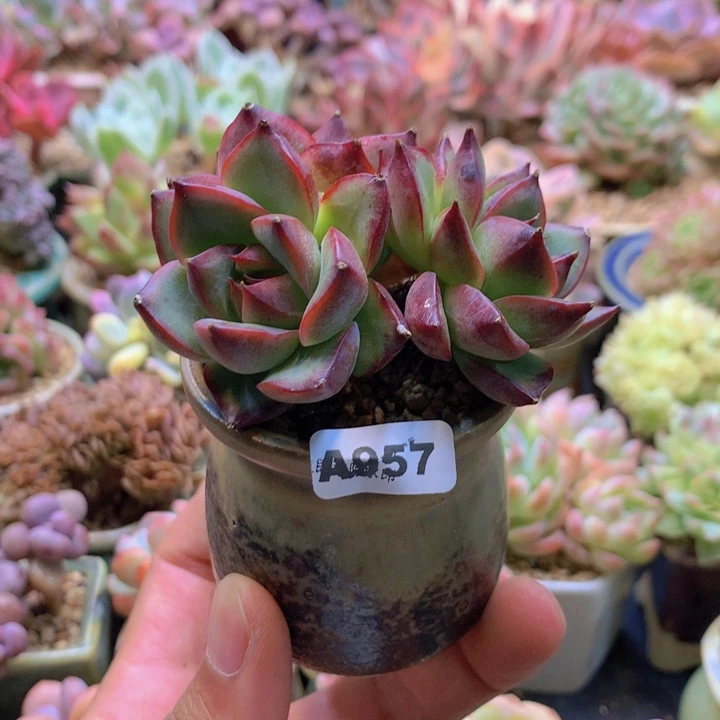 一物一拍含盆土满38包邮A957