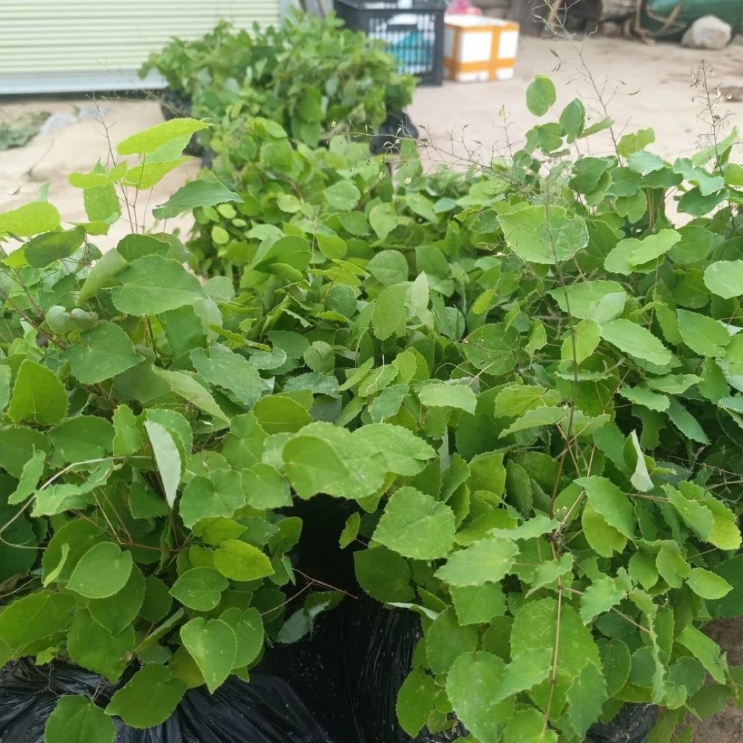 甘肃野生小圆叶三枝九叶草，（纯叶片）可搭配枸杞黄芪泡水煮水