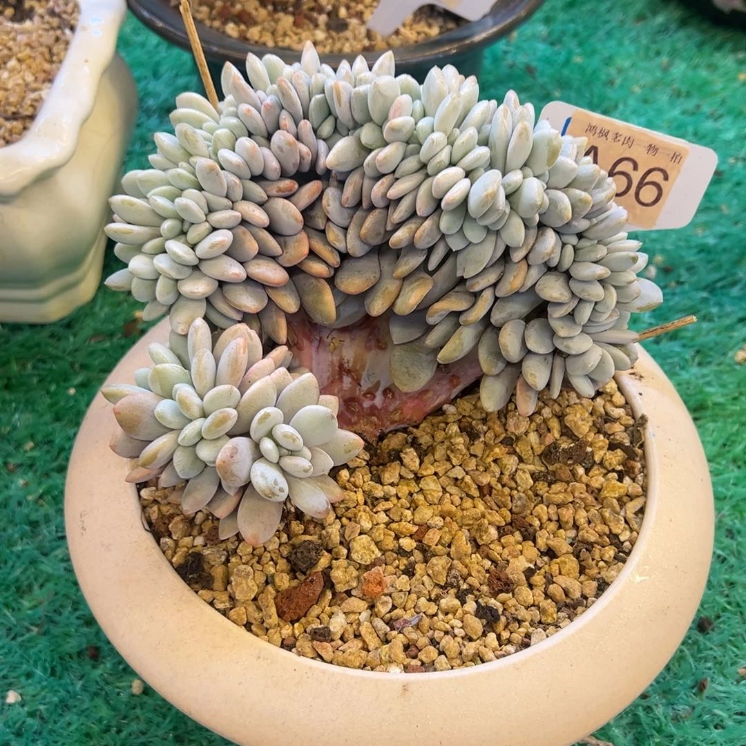 粉兔缀，，，，，，，，，，，，，，，，