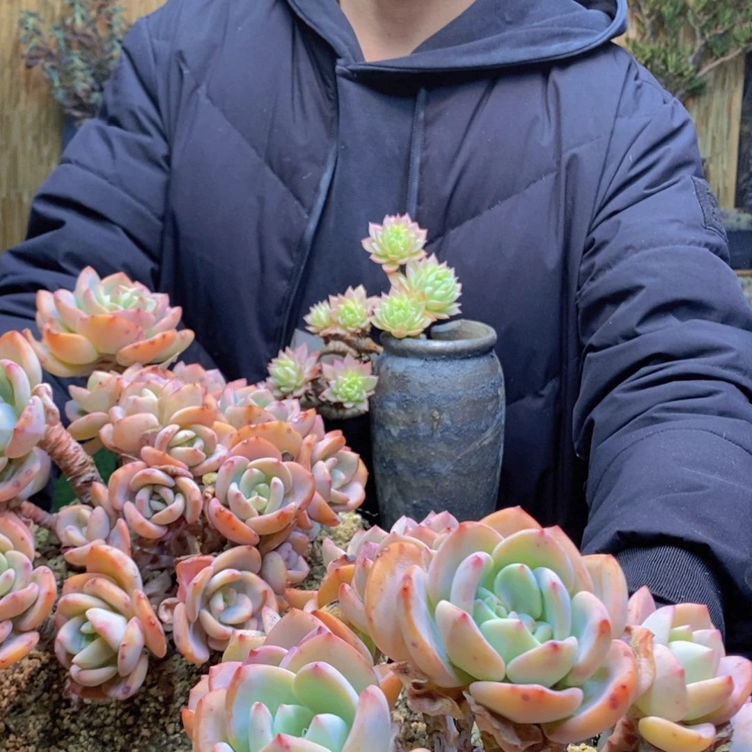 筱*33号白月光老桩