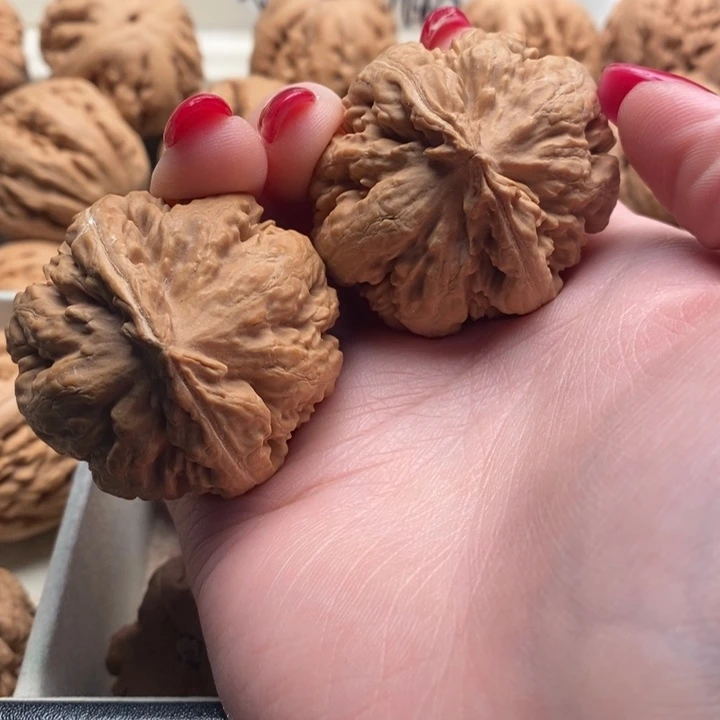 无***腿霸王龙全品无修一刀没动