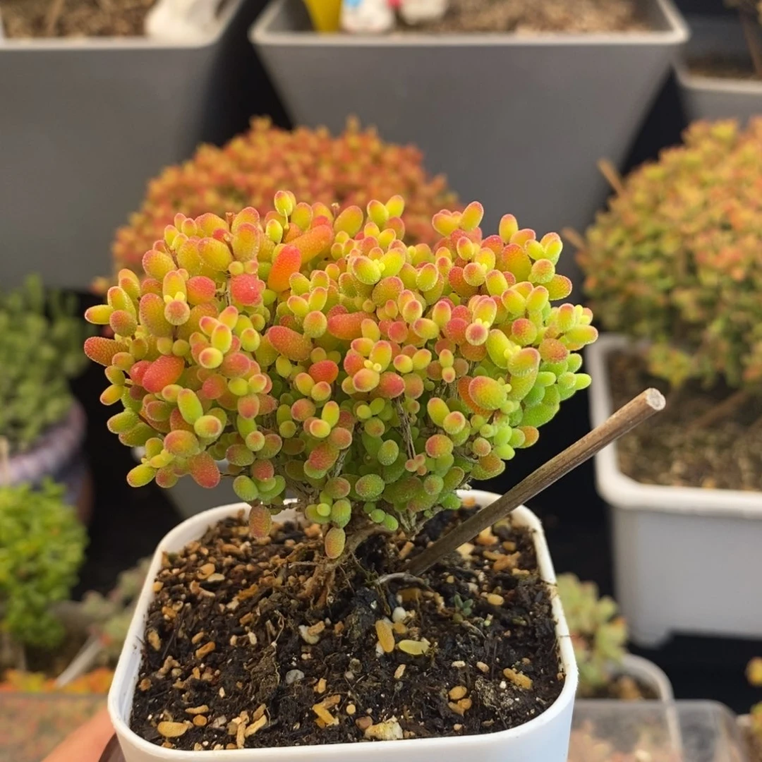 完全开放34号蜜橘糖球（6,5cm）