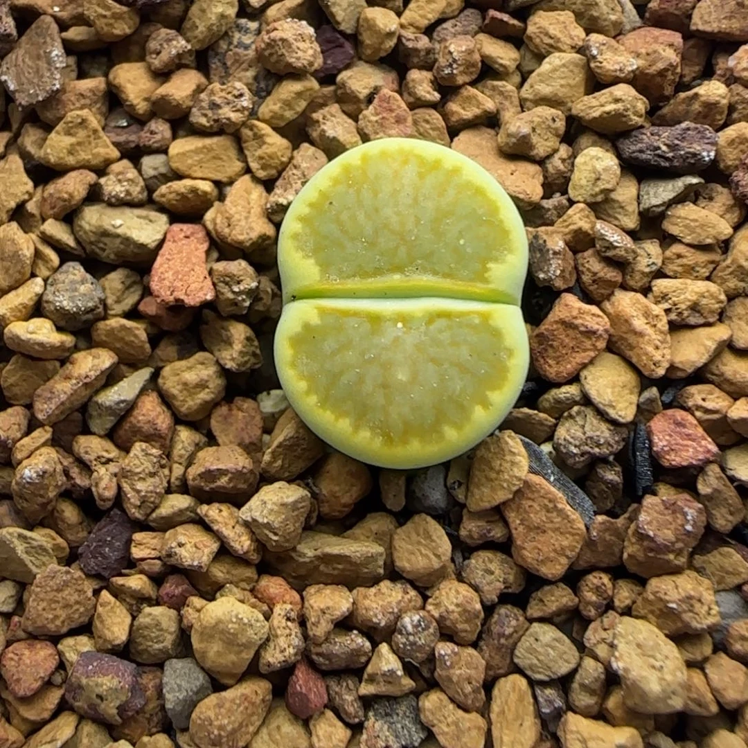 179 生石花大棚直播