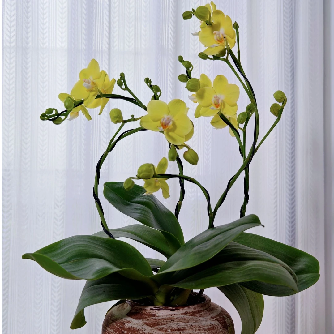 花里兰卡品牌蝴蝶兰