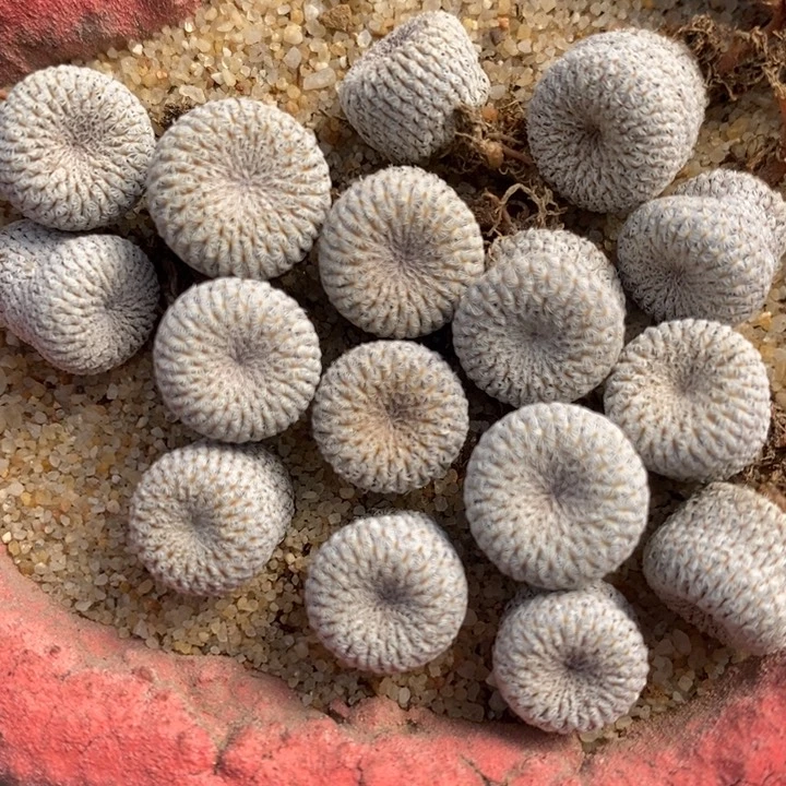 月世界一颗月世界