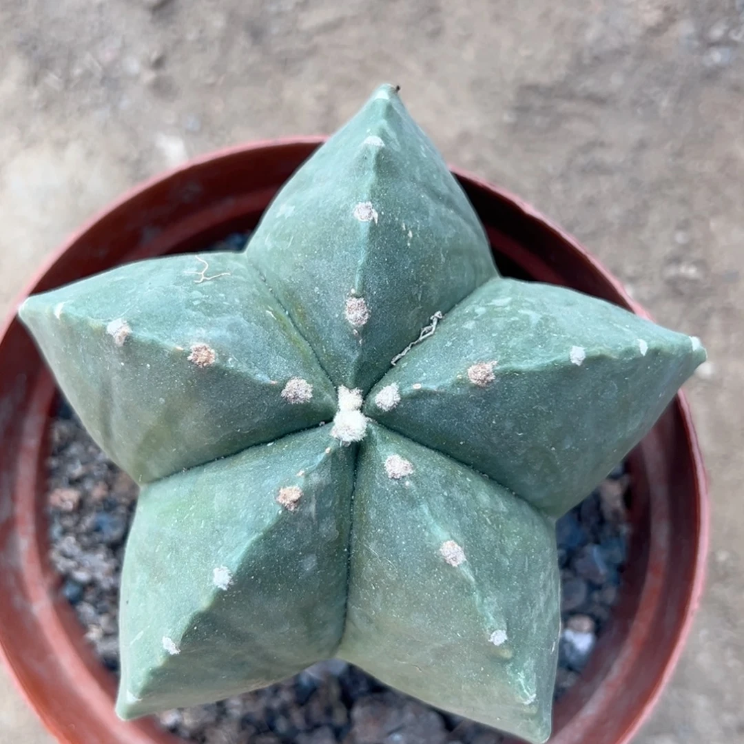 彩***姐零零落落 零零落落