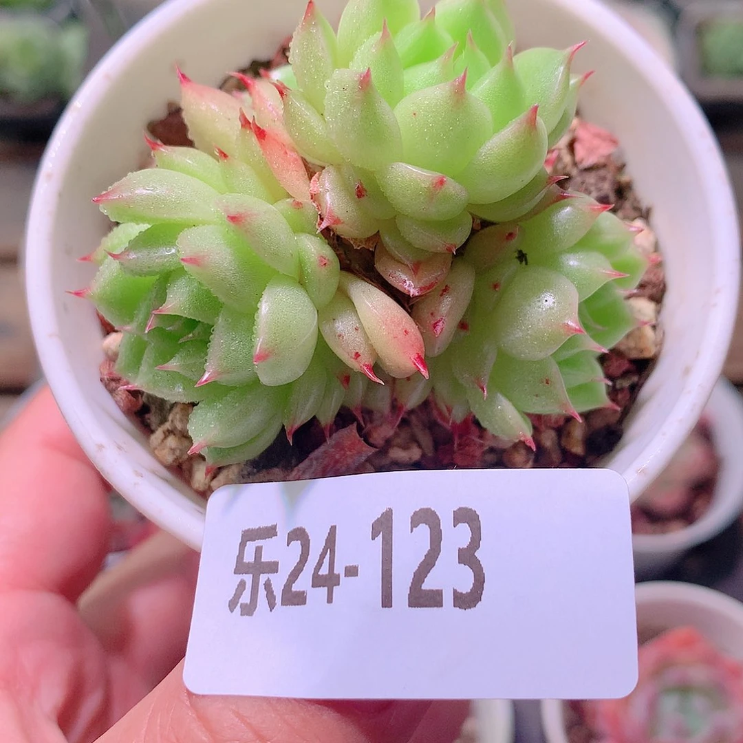 乐然24-123 海王群
