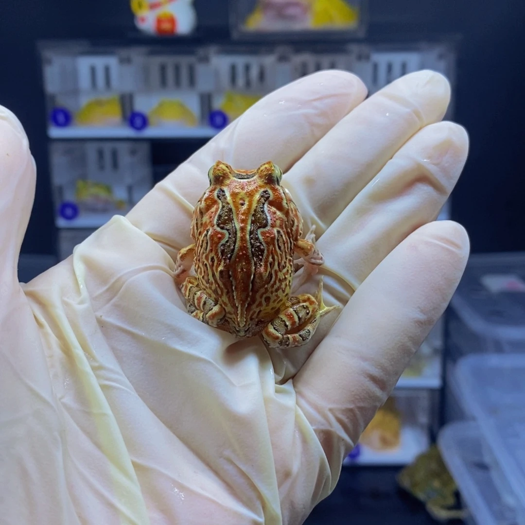 角蛙角蛙闪购专属链接